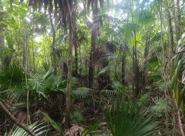Terreno / Lote , Puerto Morelos · Venta de Hermoso Terreno 2 Hectáreas en Leona Vicario Cerca de Laguna