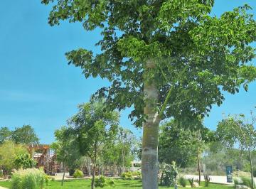 Terreno / Lote , Mérida · Terreno en Venta en Mérida, Yucatán