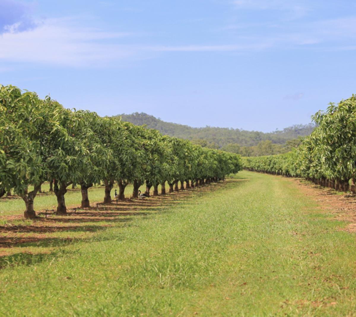 Huerta de Mango Guerrero