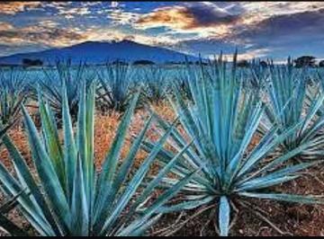 Terreno / Lote , Tequila · Terreno Agrícola en Venta en Tequila, Jalisco |1 Hectare Para Agave.