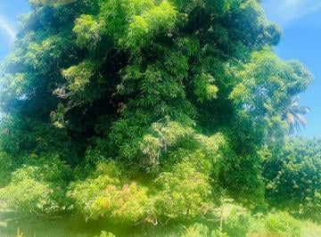 Terreno / Lote · 220000m² · Rancho en Buena Vista Alvarado Veracruz