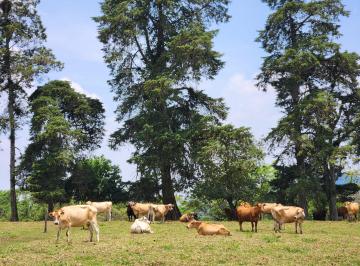 Rancho de 2 habitaciones, Banderilla · Invierte en Tierra Fértil, Vida Plena y Producción Constante