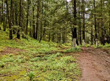 Terreno / Lote , Mineral del Monte · Terreno en Bosque 1500 m² en Venta – Mineral del Monte, Hidalgo – $3,000,000 Mxn