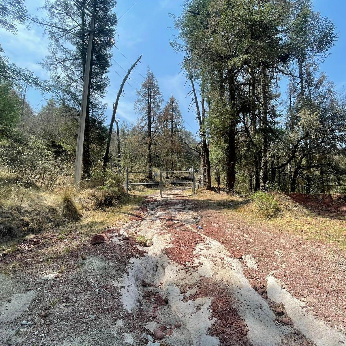 Your Natural Sanctuary Awaits! Wooded Land for Sale