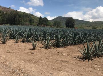 Terreno / Lote , Tlajomulco de Zúñiga · Macrolote 50,483 m² Ideal Para Desarrollo Inmobiliario Tlajomulco Centro