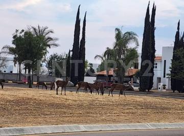 Terreno / Lote · 1276m² · Terreno en Venta Priv. Real de San Javier