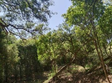 Terreno / Lote , Montemorelos · Terreno Campestre en Venta en Canoas, Montemorelos N. L. Precio de Oportunidad