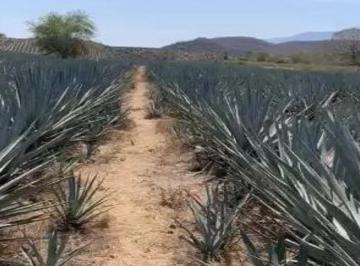Terreno / Lote , Tonaya · Rancho de Agave en Venta Tonaya, Jalisco