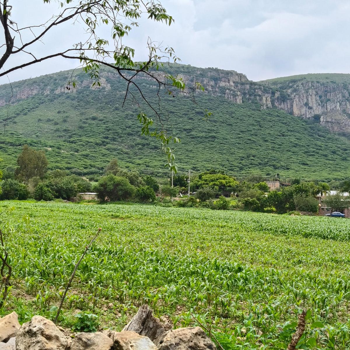Land for Sale in Juan Martín, Celaya