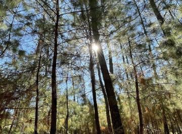 Terreno / Lote , Atemajac de Brizuela · Terreno en Boskania Ubicado Dentro Bosque de Atemajac de Brizuela