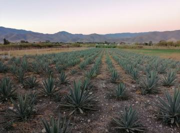 Terreno / Lote · 6393m² · Terreno en Santa Marìa El Tule