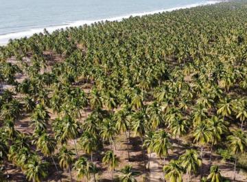 Terreno / Lote · 255m² · Venta de Terrenos Frente Al Mar en Nayarit Playa Tortugas