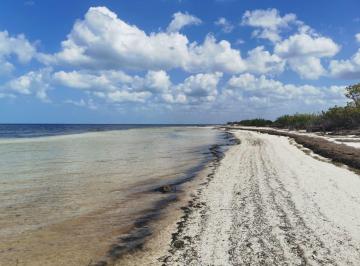 Terreno / Lote , Dzilam de Bravo · Venta de Terreno con 50 m de Frente de Playa Entre Santa Clara y Dzilam