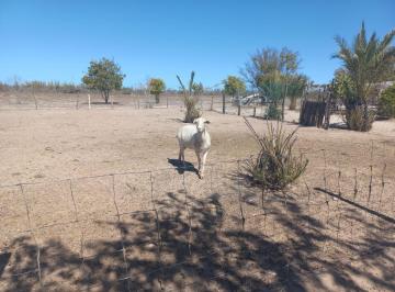 Rancho · 157850m² · Rancho - Chametla