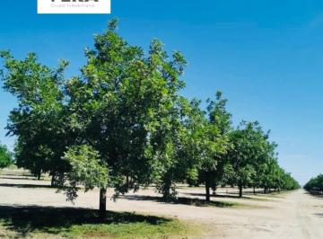 Rancho · 800000m² · Rancho Nogalero y Agrícola a 30 Minutos de Chihuahua Capital