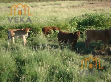 Rancho · 10000000ha · Rancho Ganadero en Venta en Jimenez, Chihuahua (1000 Has)