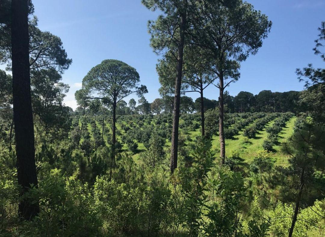 39 Hectáreas en Venta Mazamitla Jalisco