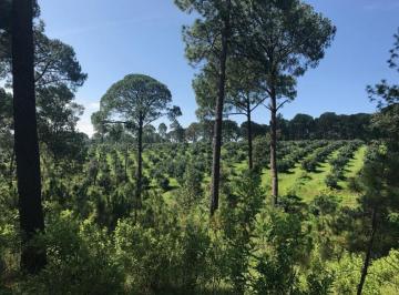 Rancho de 1 habitación, Mazamitla · 39 Hectáreas en Venta Mazamitla Jalisco