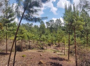 Terreno / Lote , Zacatlán · Venta de Terreno de 5,000 m², Zacatlán, Puebla.