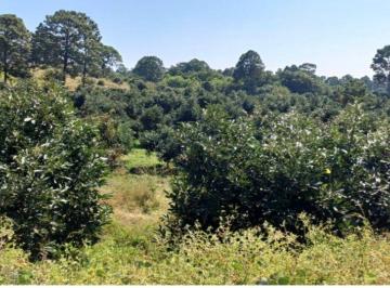 Huerta , Parácuaro · Rancho en Venta Tancítaro Michoacan