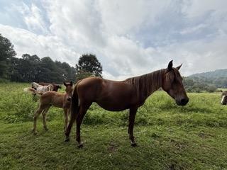 Terreno / Lote · 861000m² · Terreno Para Rancho a $150 por Metro