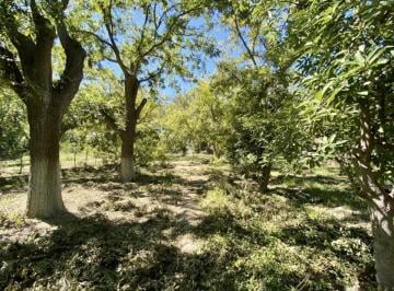 1 · Terreno en Venta en Parras de La Fuente Centro, Parras, Coahuila de Zaragoza
