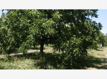 1 · Finca - Rancho en Venta en Lindavista, San Buenaventura, Coahuila de Zaragoza