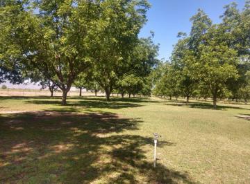 Rancho · 600000m² · Venta de Rancho Nogalero en El Sauz