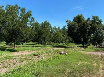 Huerta · Venta de Excelente Huerta Nogalera 11 Has en Rosales
