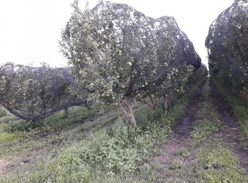 Huerta · 210000m² · Venta de Huerta Manzanera en La Junta Chihuahua
