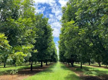 Rancho · 228000m² · Chacra - Aldama