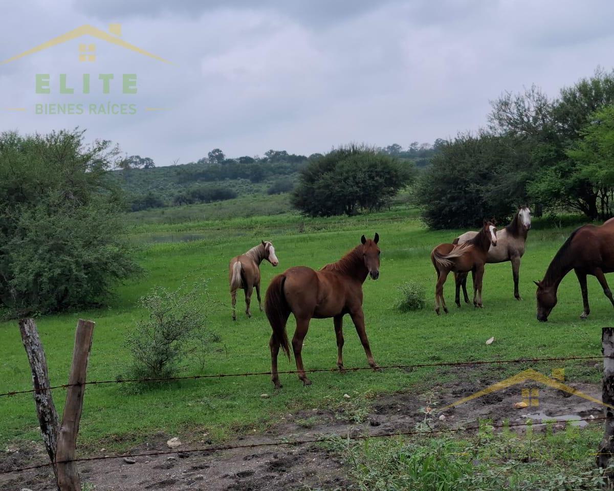Hectares for Sale in González, Tamaulipas