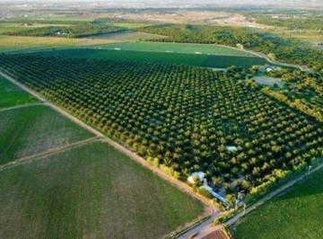 Huerta , Rosales · Huerta Nogalera en Delicias, chihuahua.