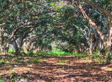 Terreno / Lote · 200m² · Terrenos en Venta en La Esperanza Actopan Veracruz