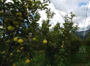 Bodega comercial · 70000m² · Campo en Venta en Guerrero Chihuahua