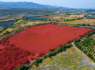 Terreno / Lote , Zacoalco de Torres · Terreno en Renta en Zacoalco de Torres, Jalisco
