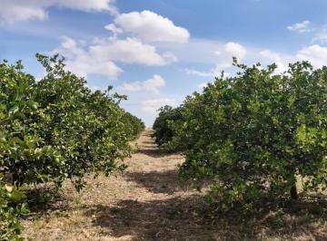 Terreno / Lote · 1180000ha · Terreno en Venta en Mexiquito San Francisco del Rincon Guanajuato