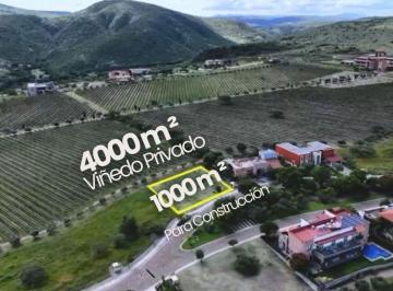 Terreno / Lote , San Miguel de Allende · Venta de Viñedo en San Miguel de Allende, Guanajuato