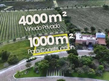 Terreno / Lote , San Miguel de Allende · Hermoso Viñedo en Venta en San Miguel de Allende | Arlette Flores