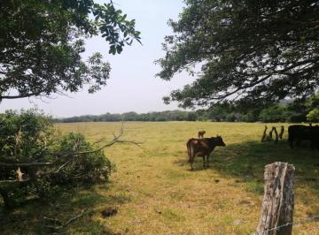 1 · Terreno en Venta en Mata de Uva Veracruz, Sobre Carretera 3 Ha