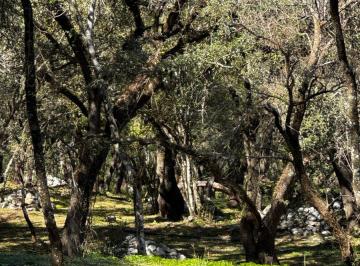 Terreno / Lote , Santiago · Terreno Plano de 1,503 m² en Venta, El Barrial Acueducto