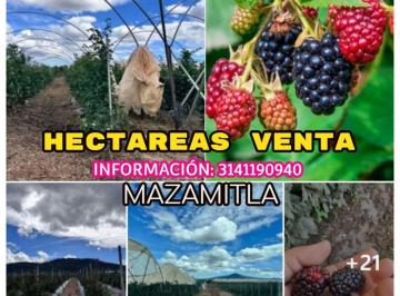 Terreno industrial , Amacueca · Venta de Ha en Mazamitla, Rancho Agricola