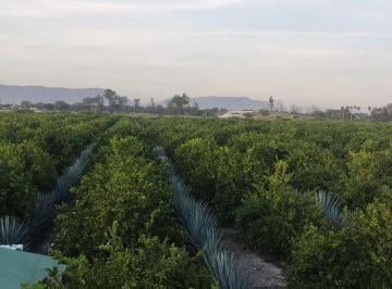 Terreno / Lote · 95600m² · Huerta Productiva en La Barca Jalisco de Limón + Agave Venta/renta