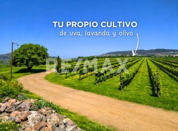 Terreno / Lote , Comonfort · Terreno en Venta en Viñedos San Miguel, en Comonfort, Guanajuato. con Viñedo