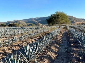 Terreno / Lote , Tequila · Terreno en Tequila - Joya de Ocotes