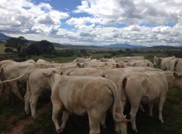 Terreno / Lote · 2200000m² · 2 Recámaras · Finca/rancho en Venta en El Cerrito