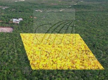 Terreno / Lote · 10000m² · - Tv Lote / Terreno en Venta en Tulum Centro