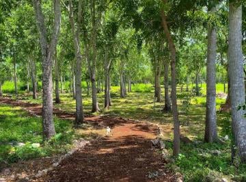 Terreno / Lote · 360m² · Terrenos Campestres en Yucatán con Servicios Listos Para Construir