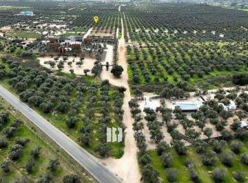 86780334743aa303839a4ff5558956d56eed99dd892fbce4db6a833aa7602be1 · 1.55 Hectáreas en Valle de Guadalupe Frente a Sassi del Valle