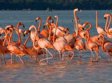 e465d04ad73e51c0e82b4dd178c7fa5882d501035320c30604d3e978f84b865c · Frente Al Mar en Celestun